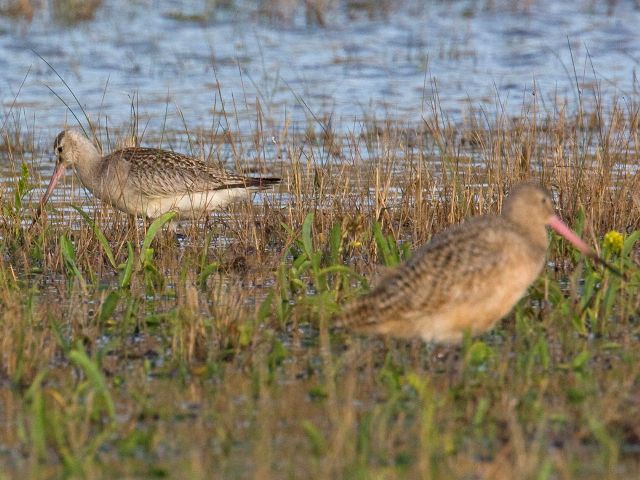 Hudsonian Godwits